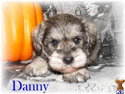 Schnoodle Puppies for Sale